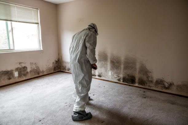 Best Mold Odor Removal Services  in USA